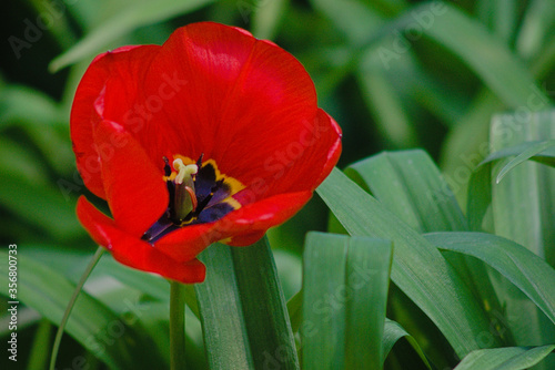 red and yellow tulips