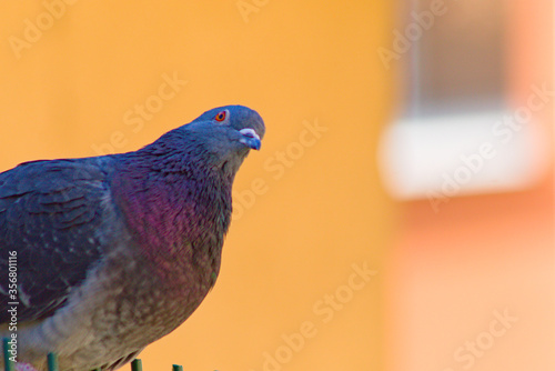 pigeon in the city