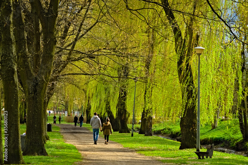 trees in the park