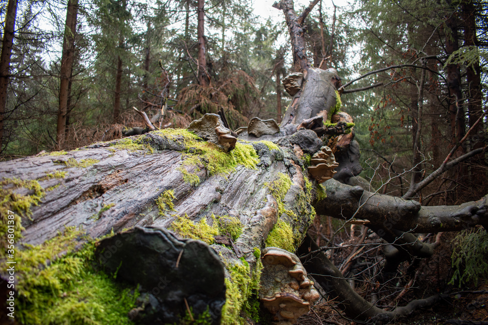 old tree trunk old tree trunk
