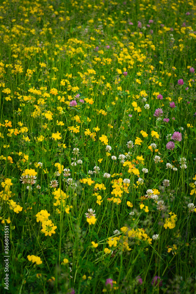 Obraz premium field of yellow dandelions