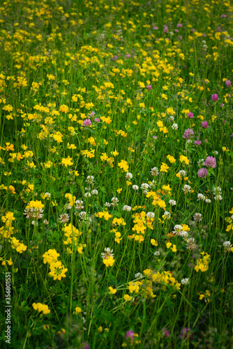 field of yellow dandelions