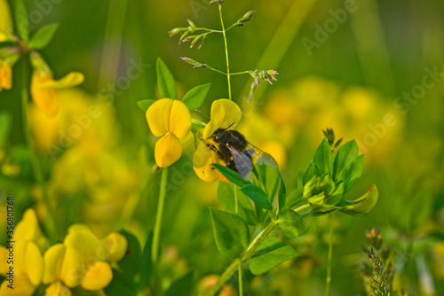 bee on yellow flower