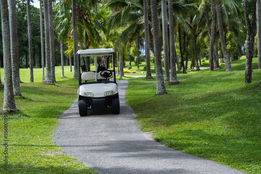 Golf car on the golf course, Electric golf cart on foot way lane on golf course