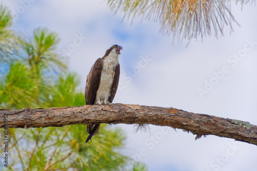An Osprey (pandion haliaetus) perches in a tall Florida Scrub Pine calling out for its mate.