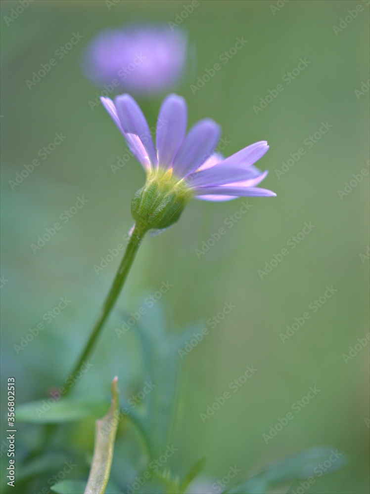 Fototapeta premium Closeup violet purple petals daisy flowers plants in the garden with green blurred background, macro image, soft focus ,sweet color for card design