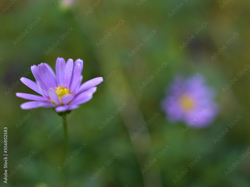 Closeup violet purple petals daisy flowers plants in the garden with green blurred background, macro image, soft focus ,sweet color for card design Closeup violet purple petals daisy flowers plants in the garden with green blurred background, macro image, soft focus ,sweet color for card design
