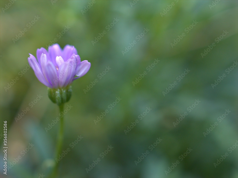 Closeup violet purple petals daisy flowers plants in the garden with green blurred background, macro image, soft focus ,sweet color for card design Closeup violet purple petals daisy flowers plants in the garden with green blurred background, macro image, soft focus ,sweet color for card design