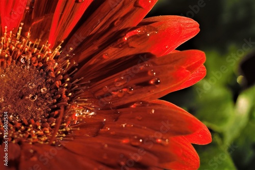 red flower with water drops