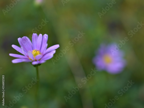 Closeup violet purple petals daisy flowers plants in the garden with green blurred background  macro image  soft focus  sweet color for card design