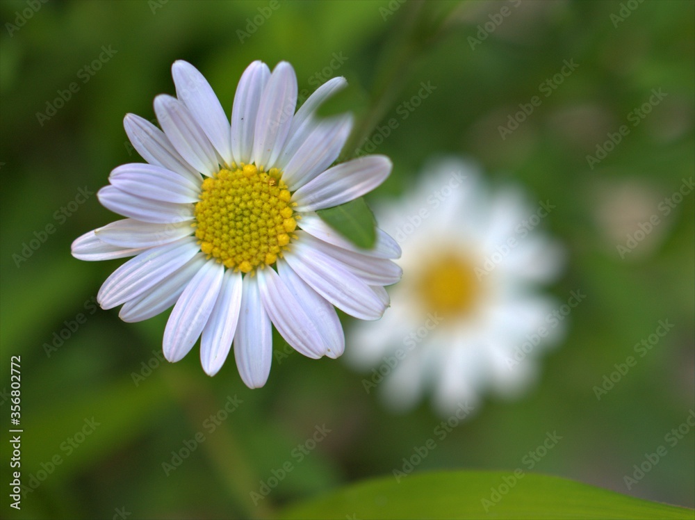 Closeup white petals common daisy flower plants in garden with soft focus and green leaf blurred background, macro image ,wallpaper ,for card design Closeup white petals common daisy flower plants in garden with soft focus and green leaf blurred background, macro image ,wallpaper ,for card design