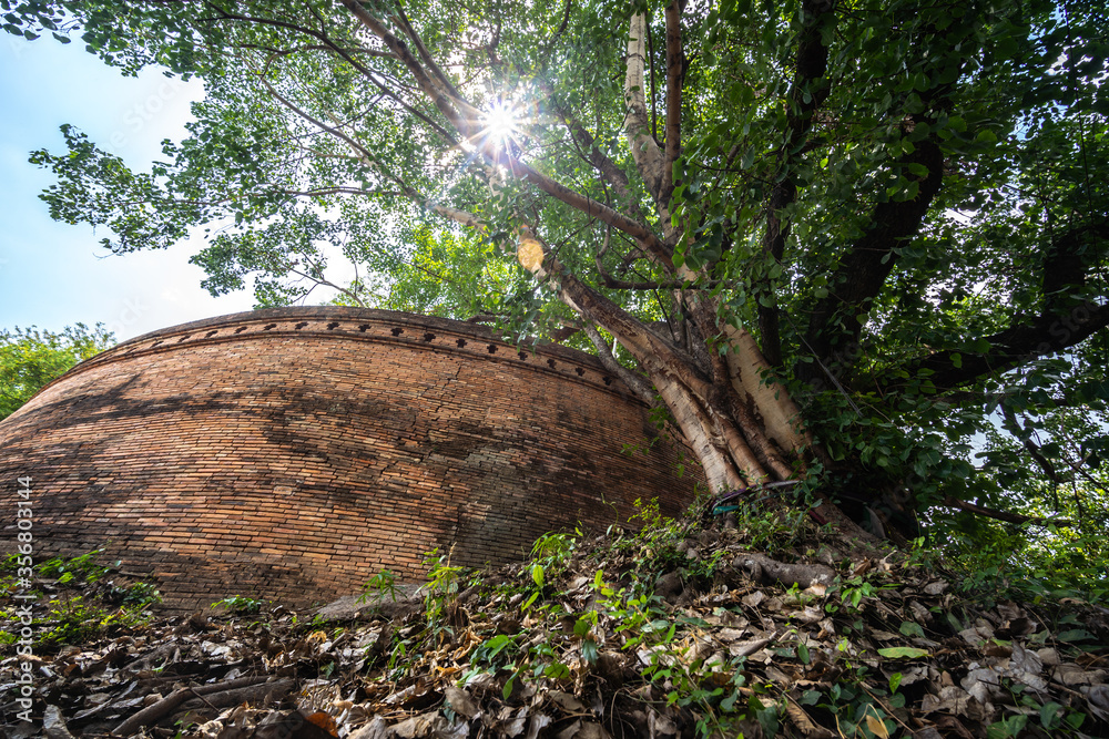 Fototapeta premium Ancient brick wall also known as Fort of Haiya or Thipanaet and big Bodhi trees in Chiang Mai city, Northern Thailand.