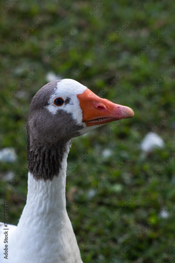 portrait of a goose portrait of a goose