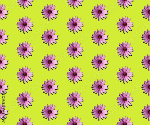 Pinks flower pattern on lime green color background. Minimal flat lay floral textured and seamless with clipping path.