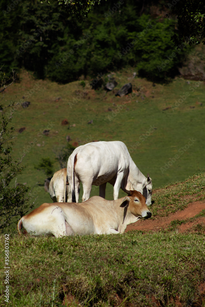 Fototapeta premium cows in the grass