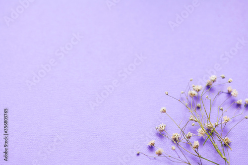 lavender flowers background