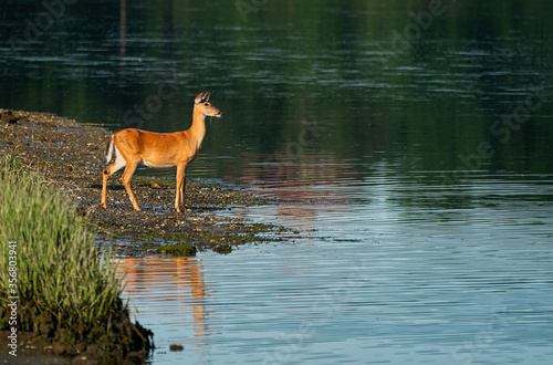 Deer on Long Island © Roni