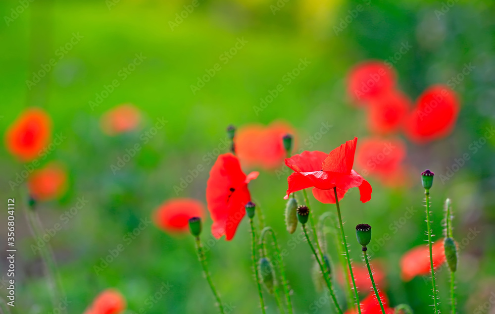 Naklejka premium corn poppy flower,in the garden
