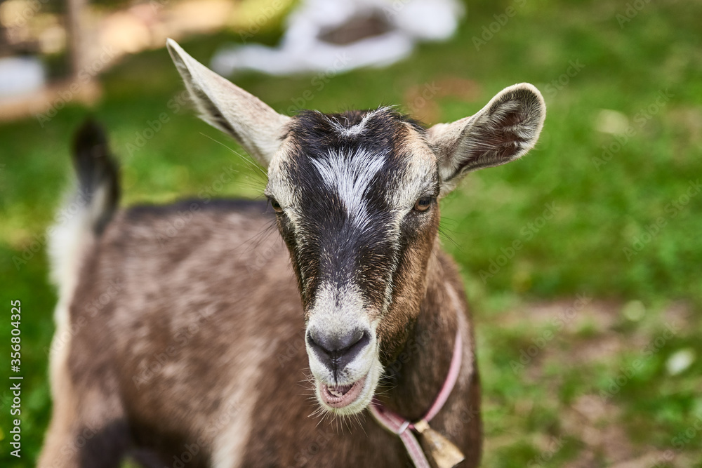 Curious happy goat grazing on a green grassy lawn.Portrait of a funny goat,Farm Animal. Sunny Summer Day Curious happy goat grazing on a green grassy lawn.Portrait of a funny goat,Farm Animal. Sunny Summer Day