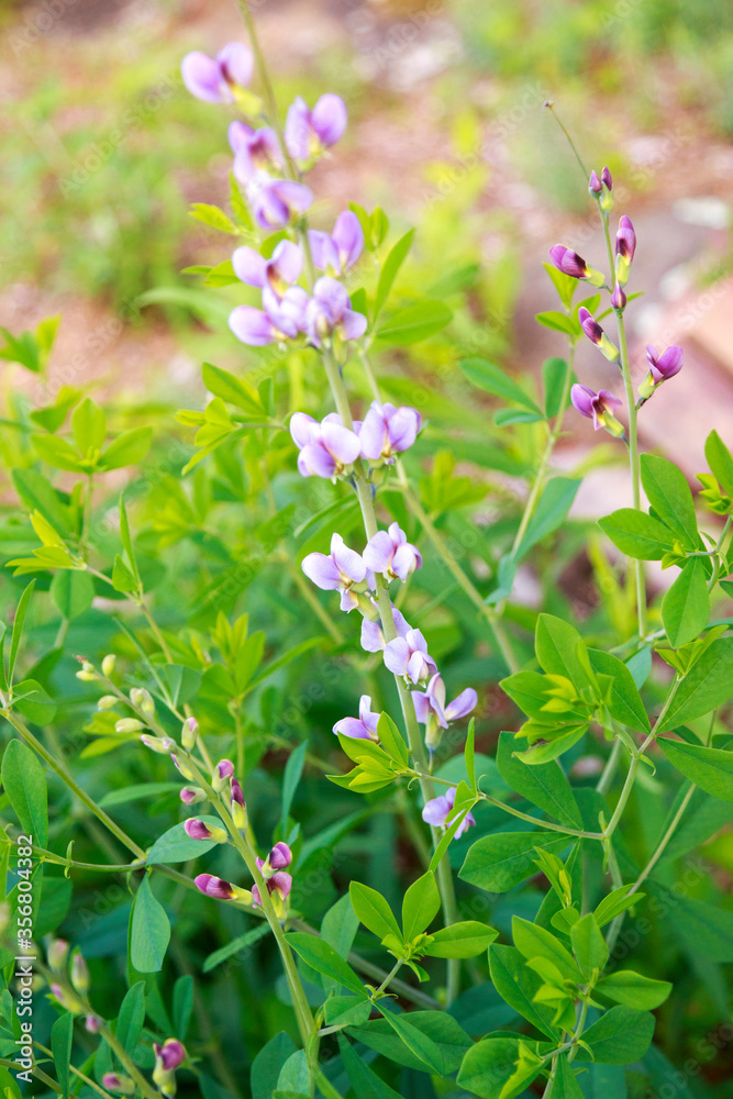 Blue false wild Indigo Plant growing tall in the herb garden outdoors Blue false wild Indigo Plant growing tall in the herb garden outdoors