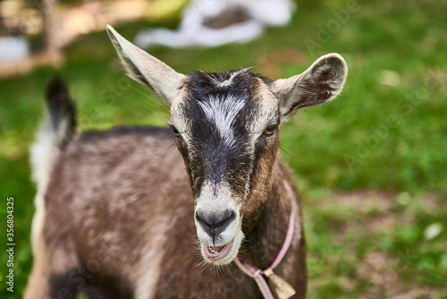 Curious happy goat grazing on a green grassy lawn.Portrait of a funny goat,Farm Animal. Sunny Summer Day