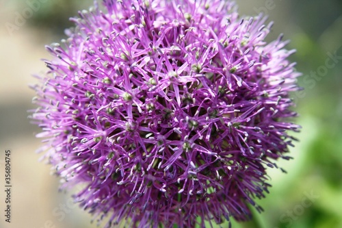 Purple flower ball consisting of small flowers in the garden on a green background. wild garlic