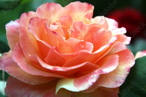 Blooming rose bud light pink, coral rose