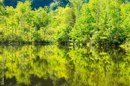 lake in the forest