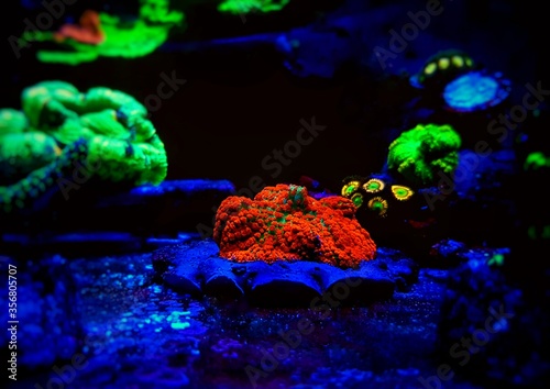 Red & Blue St. Thomas - Rhodactis Mushroom soft polyps ear photo