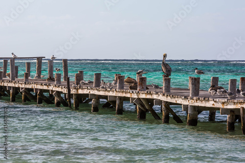 pelicans on a pier