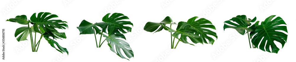collection of green monstera tropical plant leaf on white background for design elements, Flat lay,clipping path  - obrazy, fototapety, plakaty 