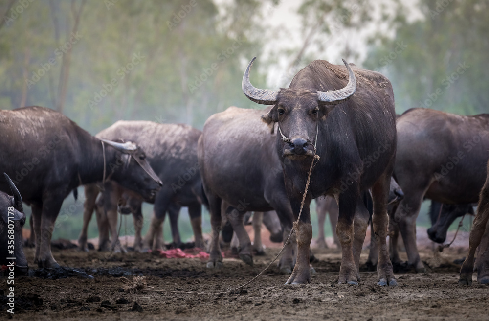 herd of water buffalo in a field 