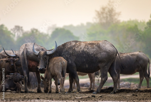 herd of water buffalo in a field 