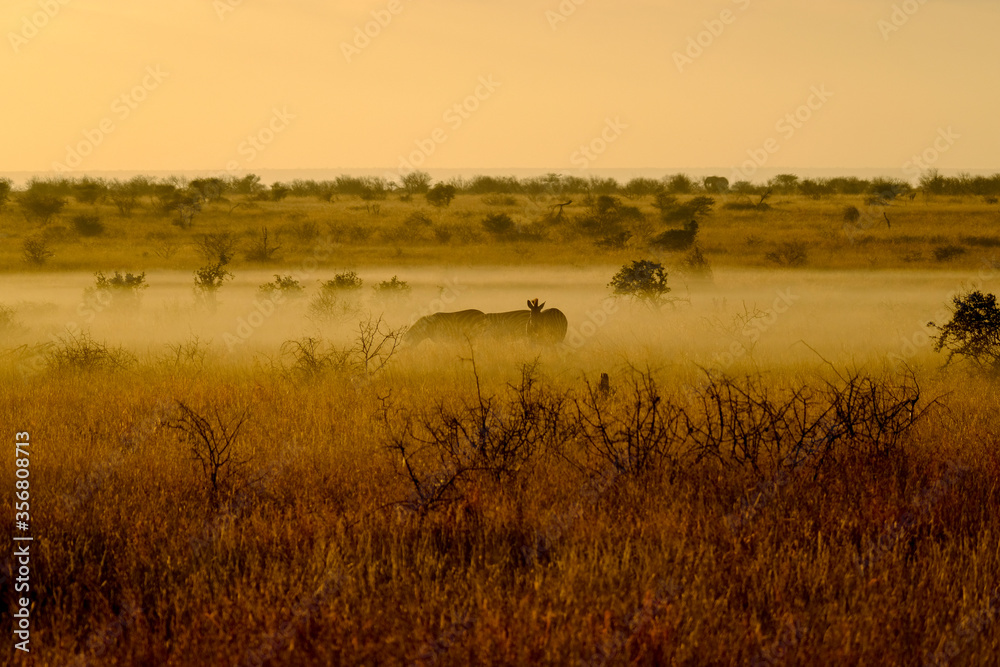 Zebras in an African safari dawn