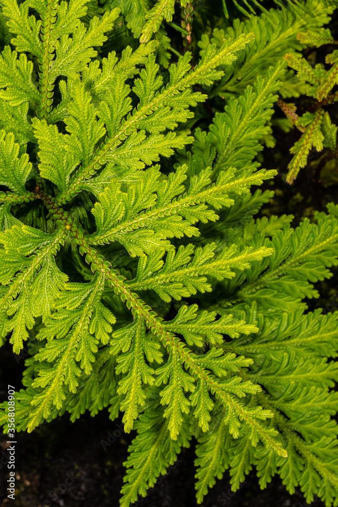 Fototapeta premium Spikemoss (Selaginella umbrosa)