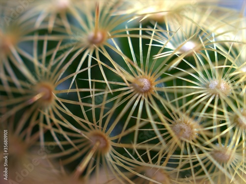 Closeup macro green Mammillaria elongata ,Kopper king cactus desert plants with blurred background
