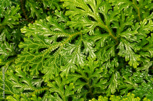 Variegated Spikemoss or Martens's Spike Moss (Selaginella martensii) photo