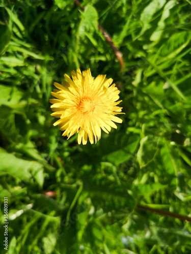 yellow dandelion flower