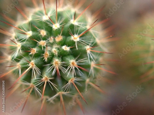 Closeup green cactus  succulent desert plant  desert    Golden barrel  with soft focus and blurred background  macro image for card design