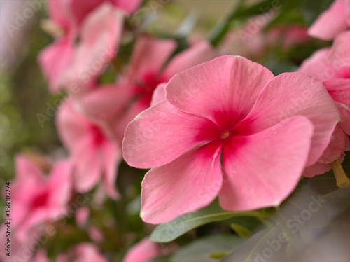 Closeup white -pink petals periwinkle (madagascar) flowers plants in garden with soft focus and blurred background ,sweet color for card design ,macro image ,wallpaper