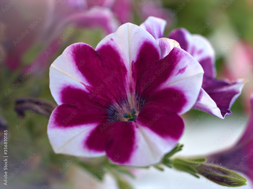 Closeup white -pink petunia flowers plants in garden with soft focus and blurred background ,sweet color for card design ,macro image ,wallpaper Closeup white -pink petunia flowers plants in garden with soft focus and blurred background ,sweet color for card design ,macro image ,wallpaper