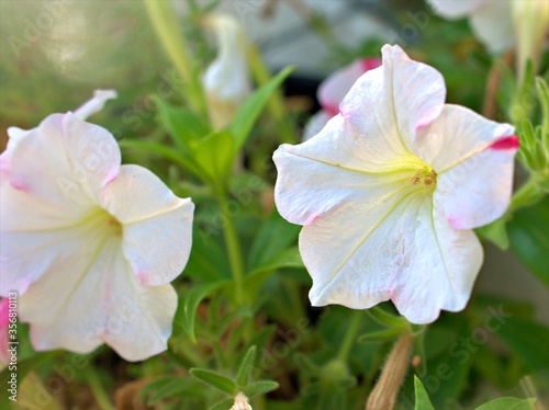 Closeup white -pink petunia flowers plants in garden with soft focus and blurred background  sweet color for card design  macro image  wallpaper