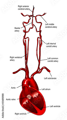 The anatomy of human's head and neck blood circulation.  photo