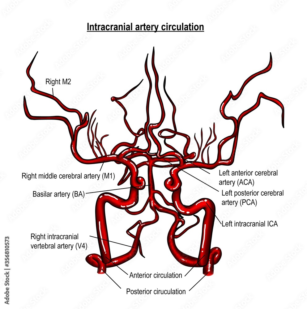 The anatomy describe the distribution of major cerebral arteries