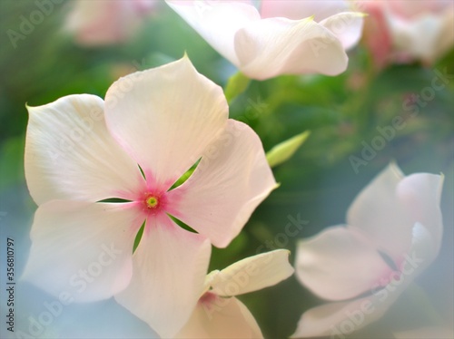 Closeup white -pink petals periwinkle (madagascar) flowers plants in garden with soft focus and blurred background ,sweet color for card design ,macro image ,wallpaper © Suganya