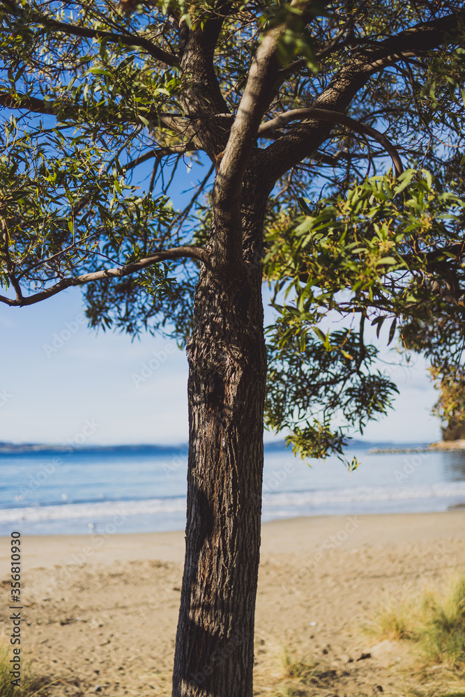 beautiful pristine Tasmanina beach on a winter morning with tree in the center of the frame