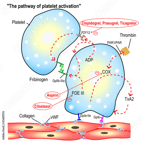 Different types of antiplatelets and the different mechanism of antiplatelet agent. photo