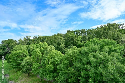 新緑に包まれた森の情景