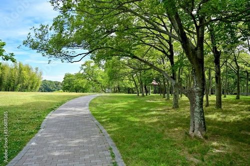 新緑の榎林のある公園の情景