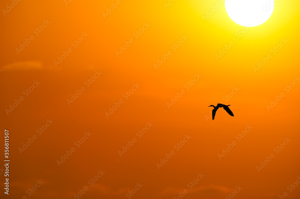 Obraz premium Freedom Bird Flying